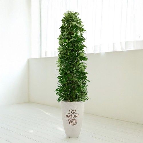 제주 홍콩야자 - 제주꽃배달